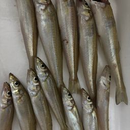 シロギス