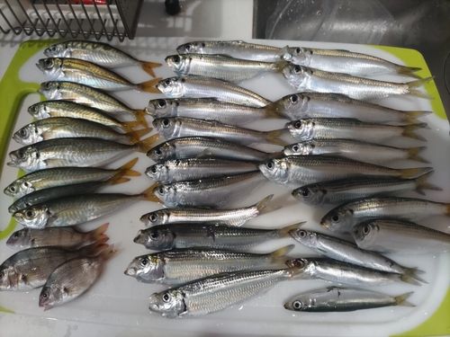 サッパの釣果