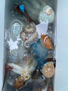 タイの釣果