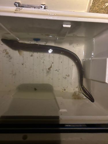 アナゴの釣果