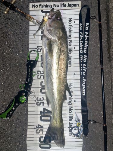 シーバスの釣果