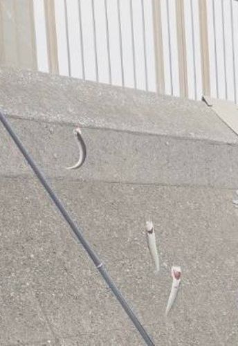 カタクチイワシの釣果