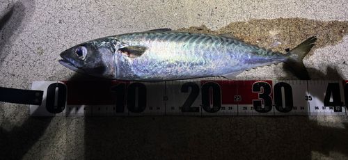 サバの釣果