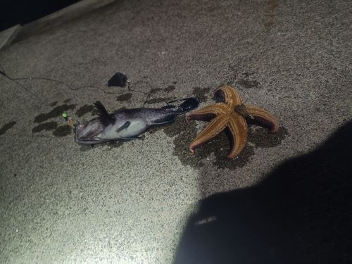 クロソイの釣果