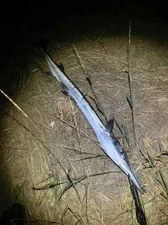 ダツの釣果