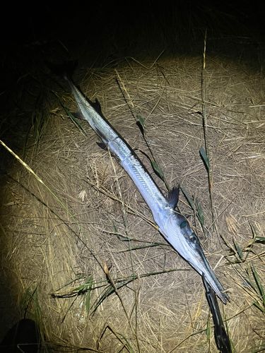 ダツの釣果