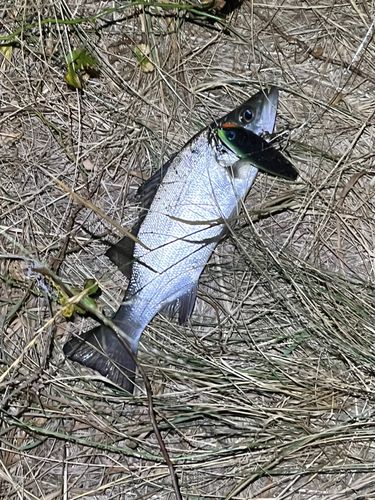 セイゴ（ヒラスズキ）の釣果