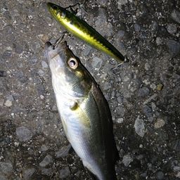 セイゴ（マルスズキ）