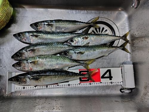 サバの釣果