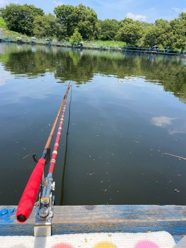 ヘラブナの釣果