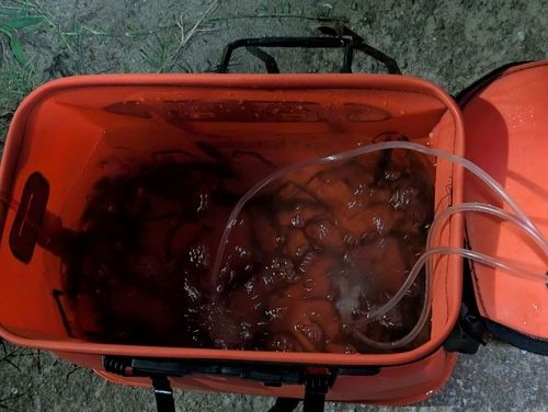 テナガエビの釣果