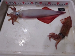 ケンサキイカの釣果