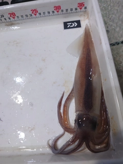 スルメイカの釣果
