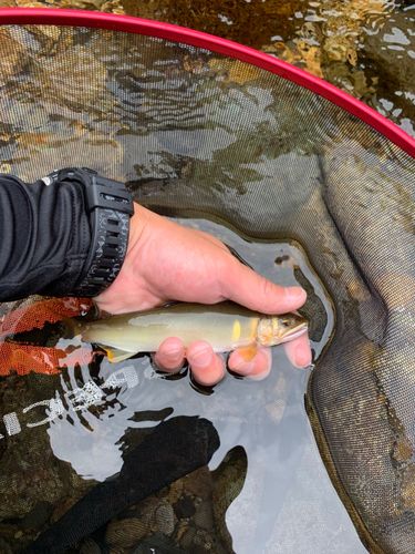 アユの釣果