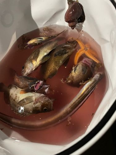 ハモの釣果