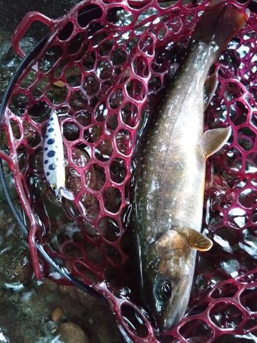 イワナの釣果