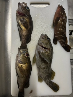 ムラソイの釣果