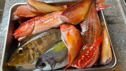 オキナヒメジの釣果