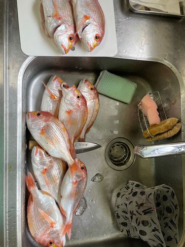 キダイの釣果