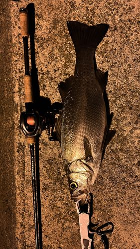 ハネ（ヒラスズキ）の釣果