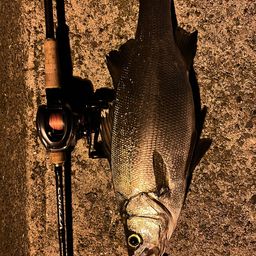 ハネ（ヒラスズキ）