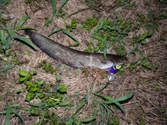 マナマズの釣果