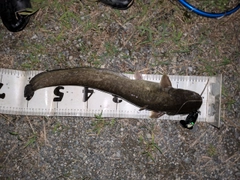 マナマズの釣果