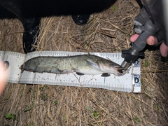 マナマズの釣果