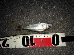 セイゴ（マルスズキ）の釣果