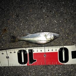 セイゴ（マルスズキ）