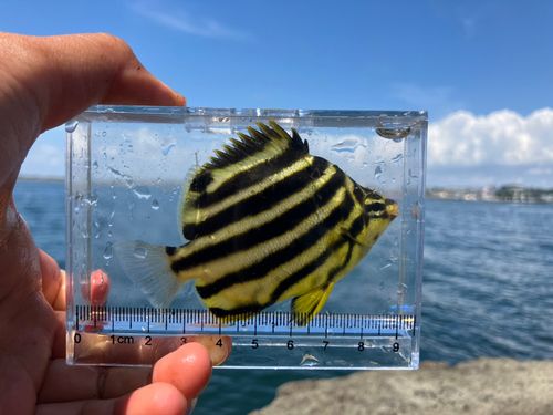 カゴカキダイの釣果