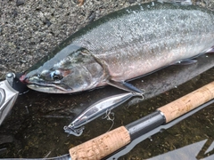 サクラマスの釣果