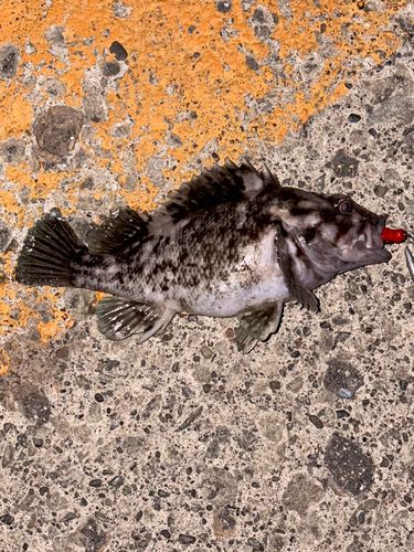 ハチガラの釣果