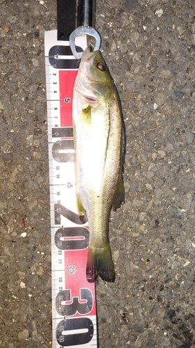 セイゴ（マルスズキ）