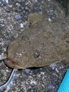 マゴチの釣果