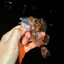 ガシラ