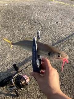 マアジの釣果