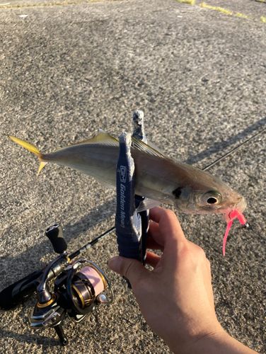 マアジの釣果