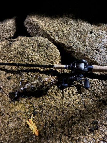 アコウの釣果