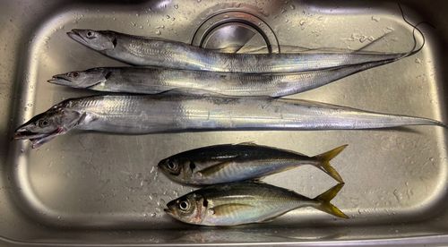 タチウオの釣果