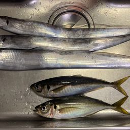 タチウオ