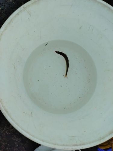 チカの釣果