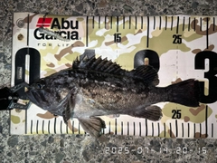 クロソイの釣果