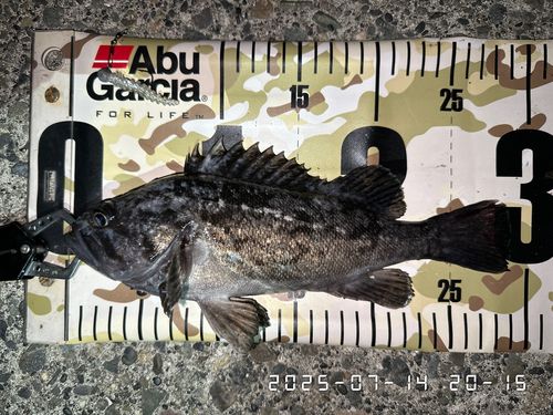 クロソイの釣果