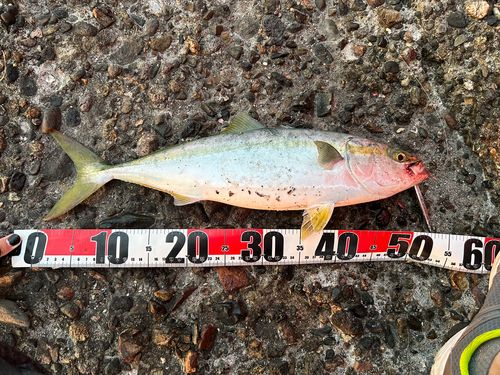 ヤズの釣果