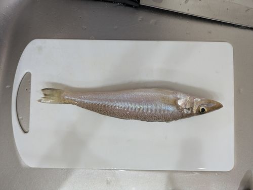 シロギスの釣果