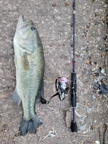 ブラックバスの釣果