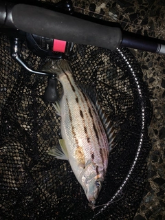 シマイサキの釣果