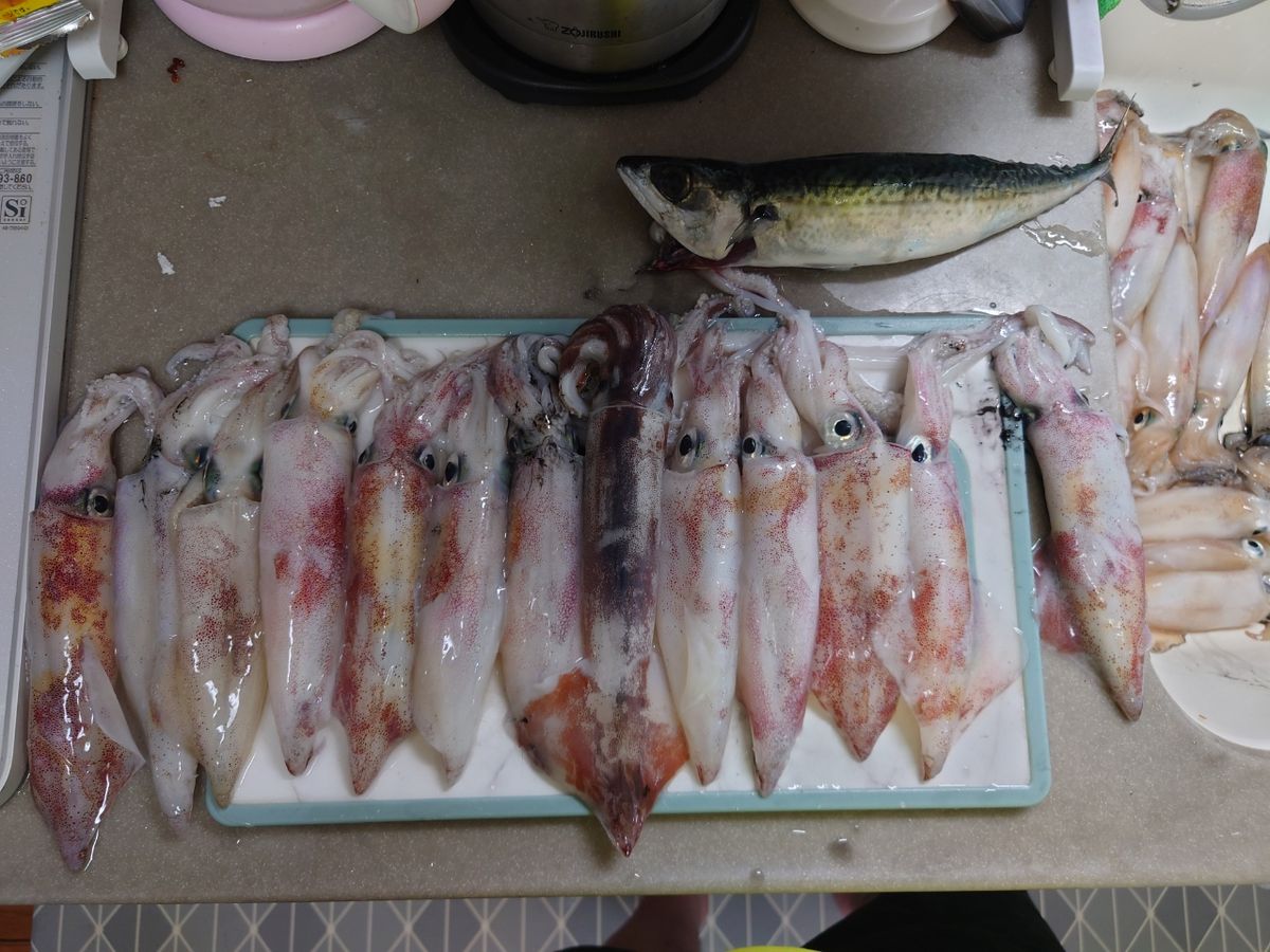 ipukissさんの釣果 1枚目の画像