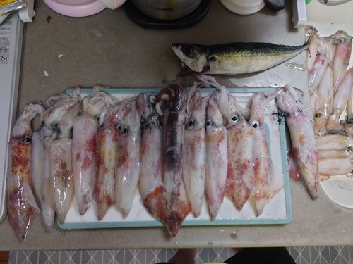 ヤリイカの釣果